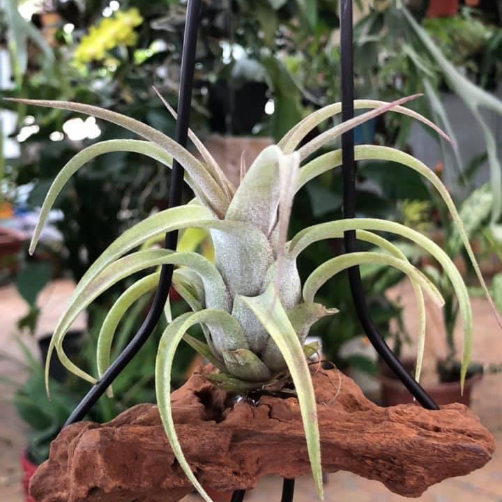 魔法森林